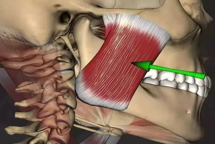 Deep in your jaw, the masseter wields immense power, generating up to 200 pounds of pressure when you chew