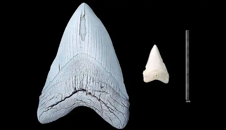 megalodon-2