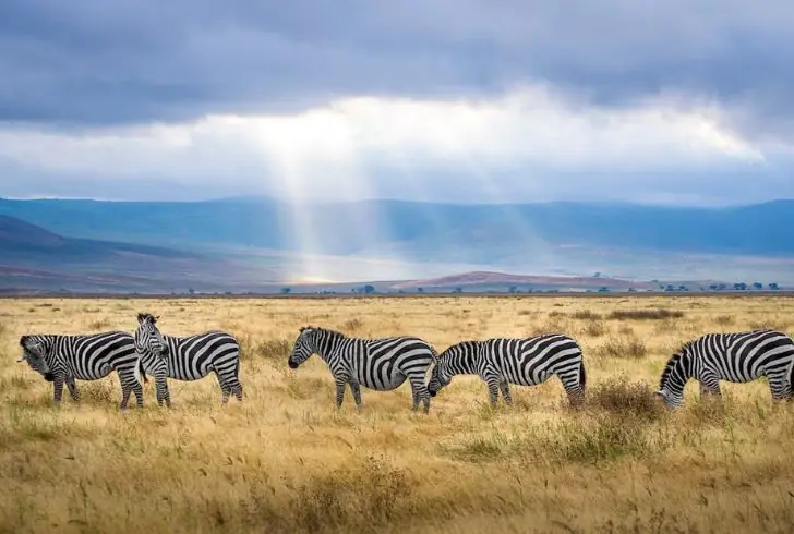 Safari Fun for All Ages: Crafting Your Unique Family Adventure.